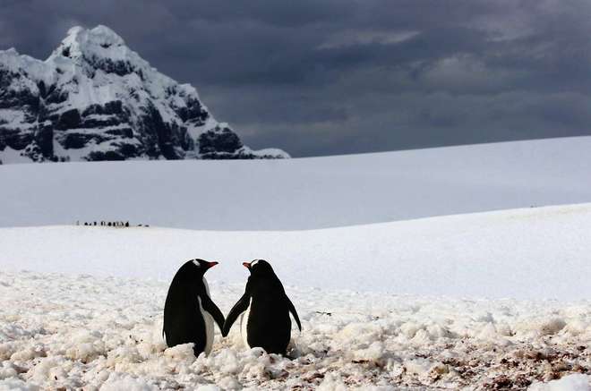 animal-couples-in-love-penguins__880-L.jpg (1)