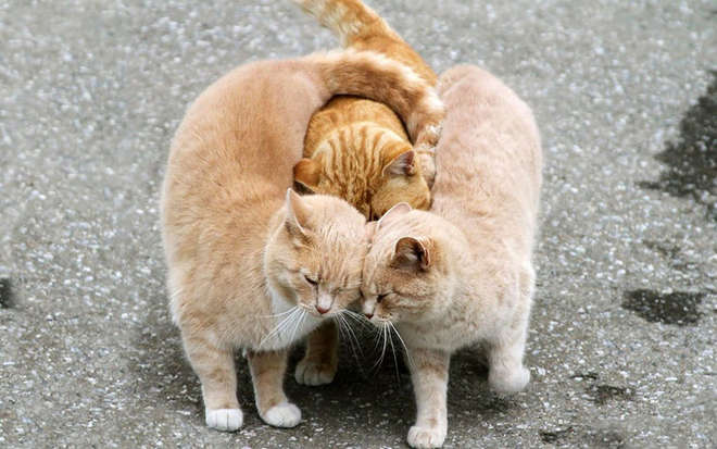 animal-love-friendship-101__880-L.jpg