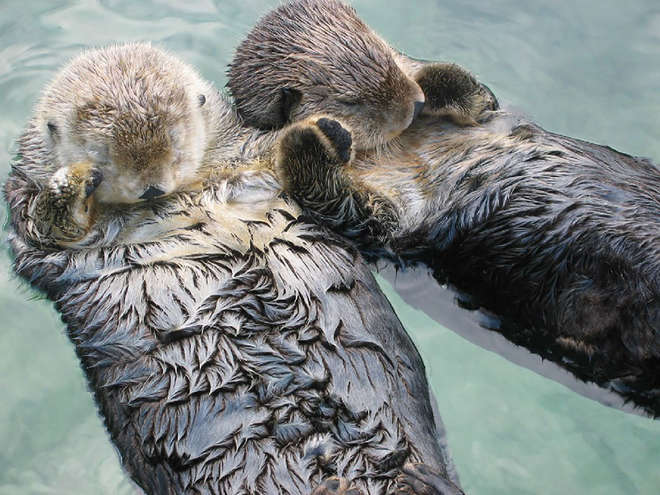 animal-love-friendship-211__880-L.jpg