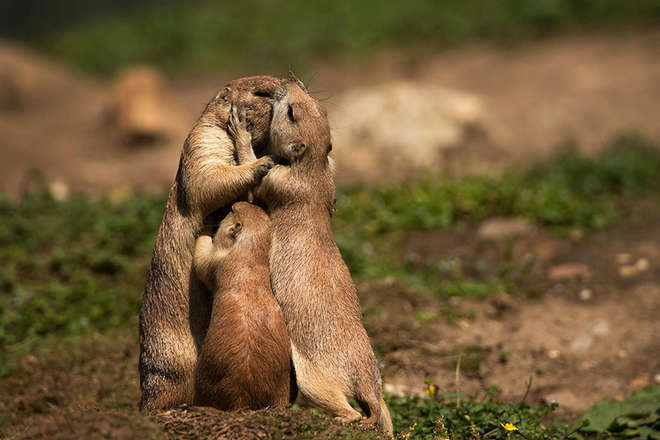 animal-love-friendship-22__880-L.jpg