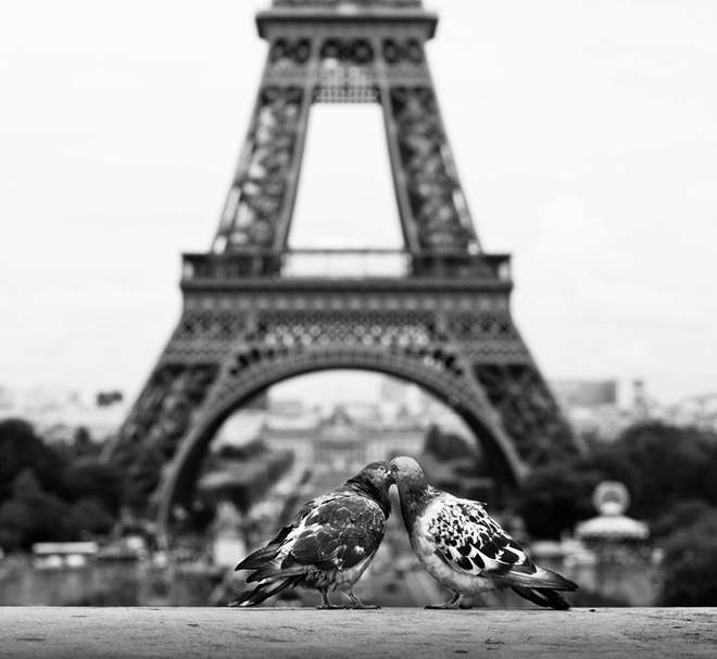 animal-love-friendship-31__880-L.jpg