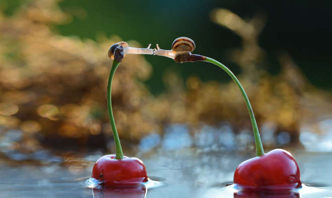 animal-love-friendship-61__880-L.jpg