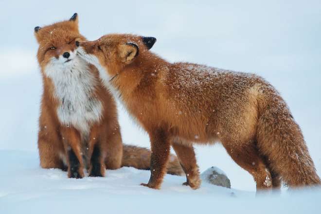 animals-love-couple-10__880-L.jpg