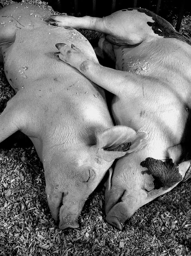 animals-love-couple-14__880-L.jpg