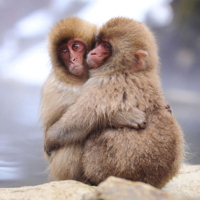 animals-love-couple-2__880-L.jpg
