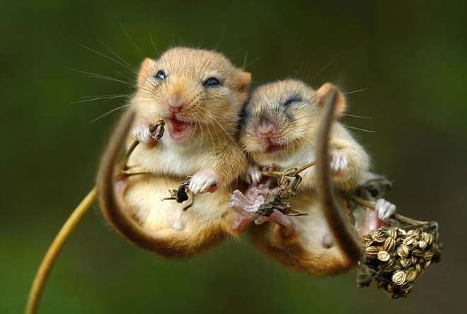 animals-love-couple-7__880-L.jpg