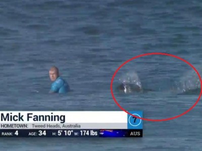 A este surfista lo atacaron 2 tiburones y pasó lo mas inesperado