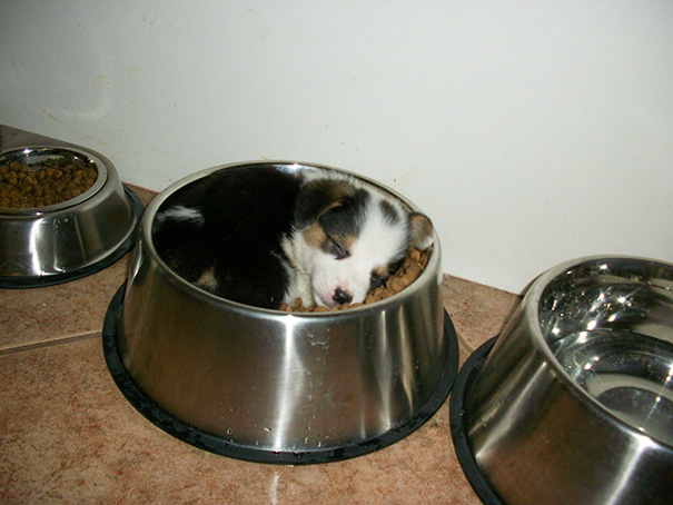 22 perritos capaces de dormir en cualquier lugar