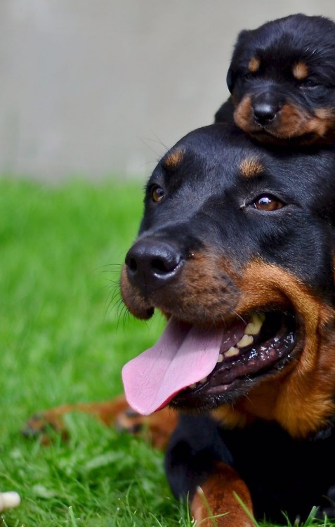 Fotografías-de-perros-con-sus-cachorros-10-477x750