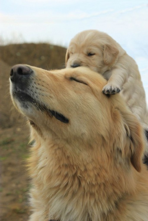 Fotografías-de-perros-con-sus-cachorros-14-501x750