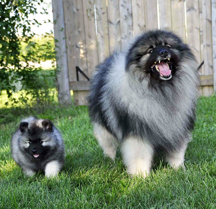 Fotografías-de-perros-con-sus-cachorros-16