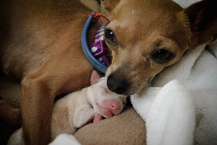 Fotografías-de-perros-con-sus-cachorros-17