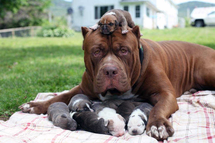 Fotografías-de-perros-con-sus-cachorros-18-730x487