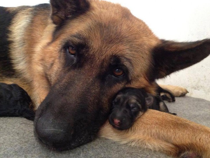 Fotografías-de-perros-con-sus-cachorros-20-730x548