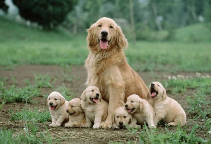 Fotografías-de-perros-con-sus-cachorros-23-730x499