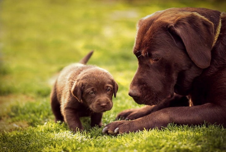 Fotografías-de-perros-con-sus-cachorros-25-730x492