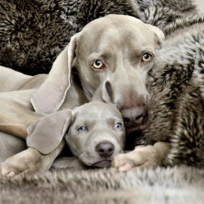 Fotografías-de-perros-con-sus-cachorros-3