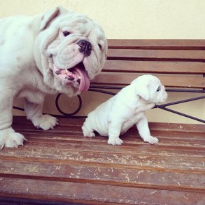 25 adorables perritos con sus hijos