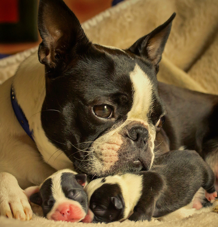 Fotografías-de-perros-con-sus-cachorros-6
