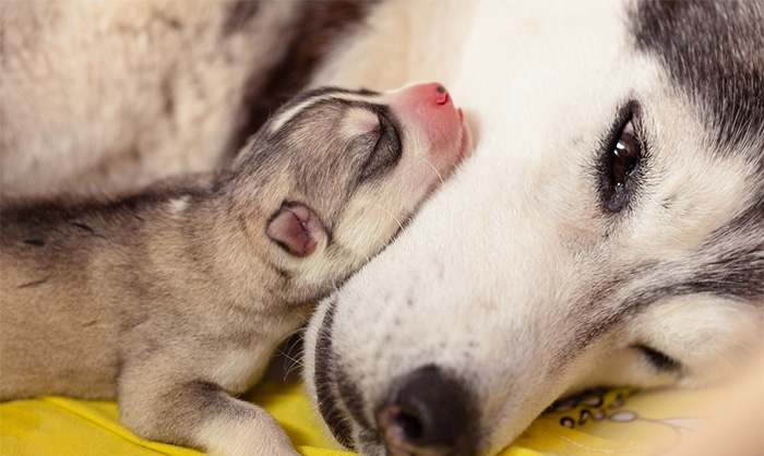 Fotografías-de-perros-con-sus-cachorros-7