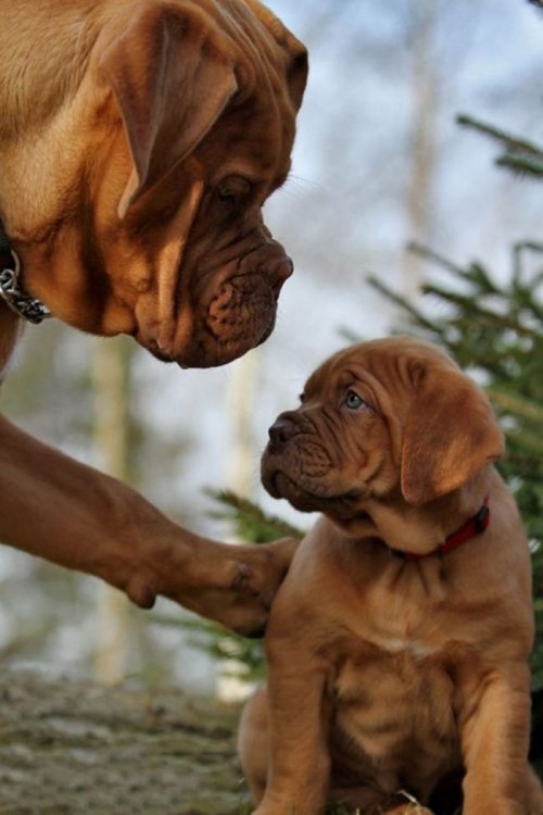 Fotografías-de-perros-con-sus-cachorros-8-500x750