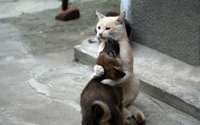 abrazo-perro-gato