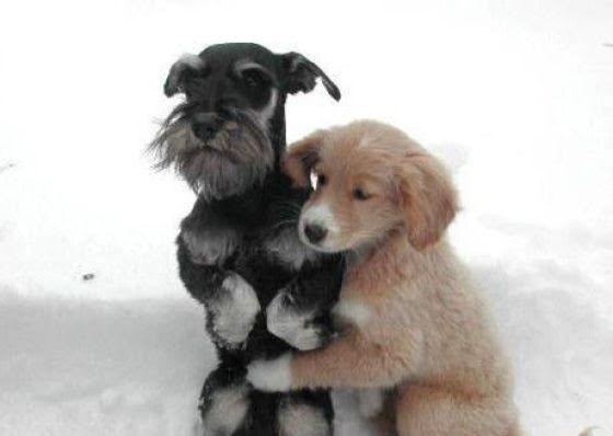 Lo que piensan estos 20 perritos al ser abrazados