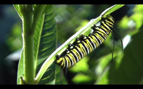 ¡De oruga a mariposa! Qué gran time-lapse de la naturaleza