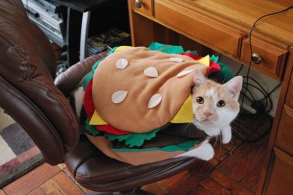Burger-Cat-Halloween-Costume.jpg