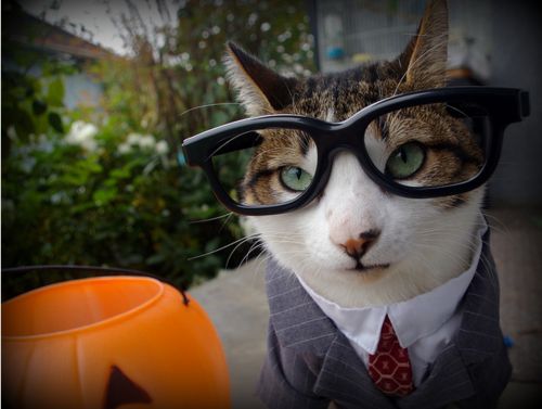Business-Cat-Halloween-Costume.png