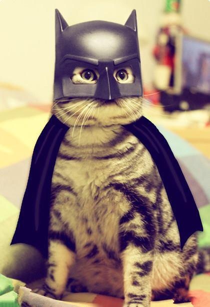 Cat-Batman-Halloween-Costume.jpg