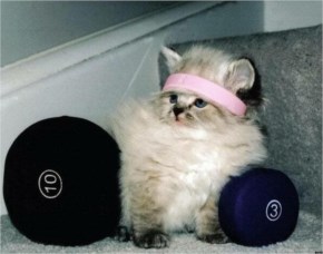 Fitness-Cat-Halloween-Costume.jpg