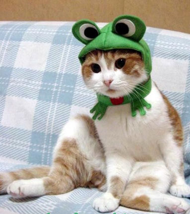 Froggy-Cat-Halloween-Costume.jpg