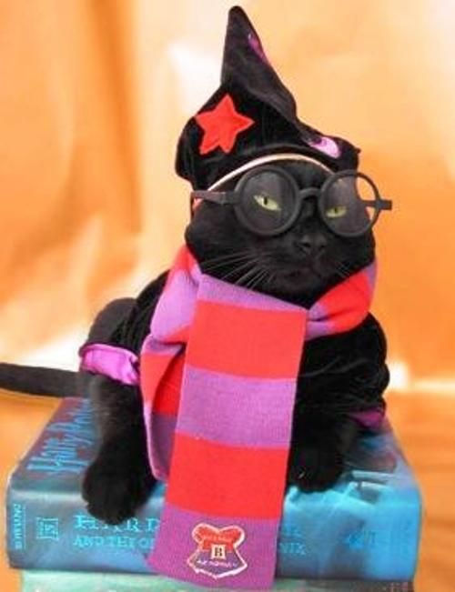 Harry-Potter-Cat-Halloween-Costume.jpg