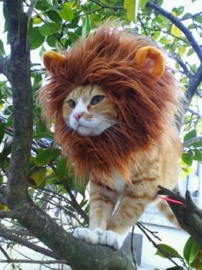Lion-Cat-Halloween-Costume.jpg
