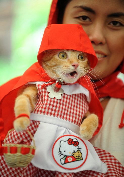 Little-Red-Riding-Cat-Halloween-Costume.jpg