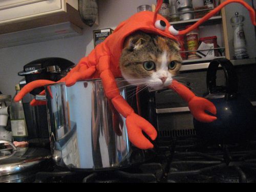 Lobster-Cat-Halloween-Costume.png
