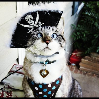 Pirate-Cat-Halloween-Costume.jpg
