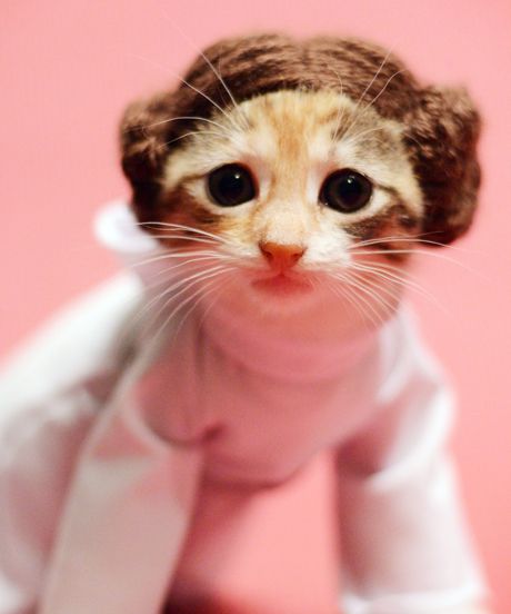 Princess-Leia-Halloween-Cat-Costume.jpg