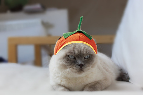 Pumpkin-Cat-Halloween-Costume.jpg-600x400