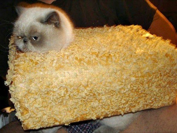 Rice-Krispies-Treat-Cat.jpg