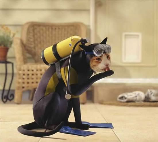 Scuba-Cat-Halloween-Costume.jpg