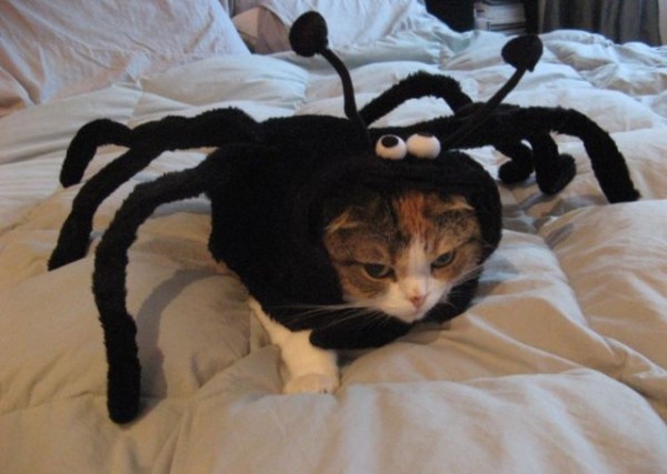 Spider-Cat-Halloween-Costume.jpg-600x427