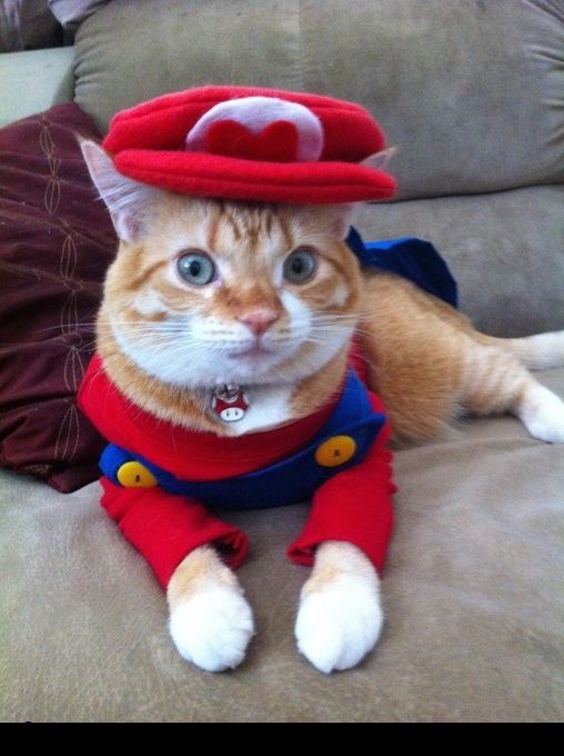 Super-Mario-Cat-Halloween-Costume.png