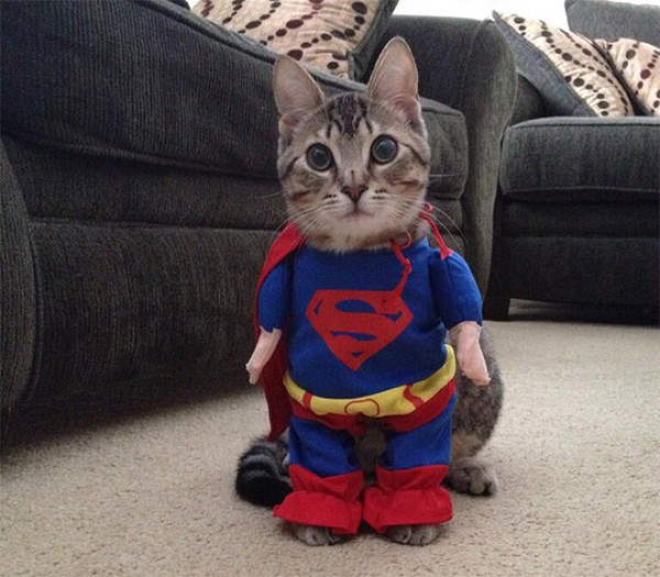Superman-Cat-Halloween-Costume.jpg-600x525