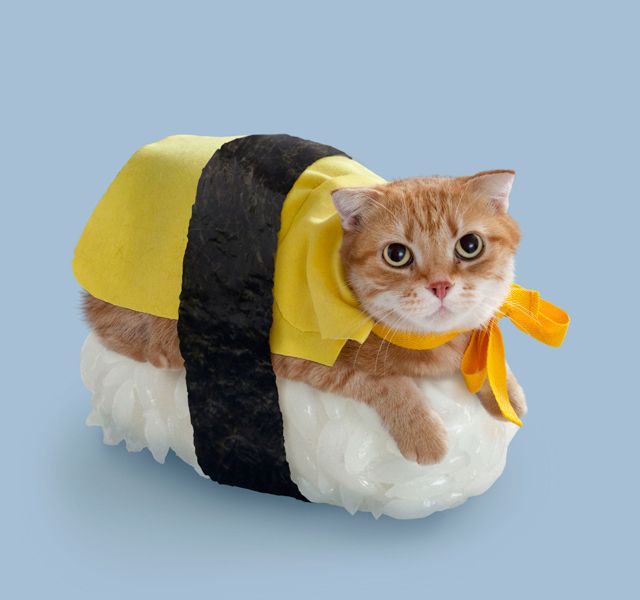 Sushi-Cat-Halloween-Costume2.jpg2