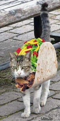 Taco-Cat-Halloween-Costume.jpg