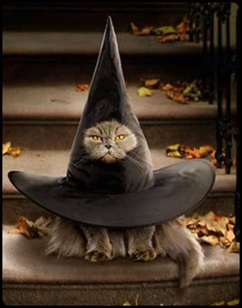 Witch-Hat-Cat-Costume-For-Halloween.jpg
