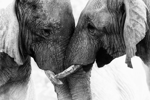 Mira 32 de las mejores imágenes del Concurso Mundial de Fotografía de Sony 2015