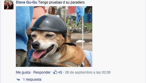 comentario perro paradero